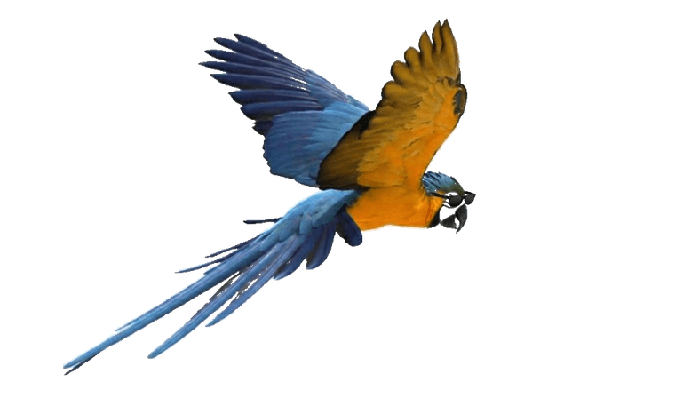 Parrot Maverick